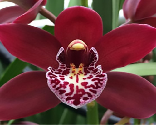 Cymbidium  Orchid
